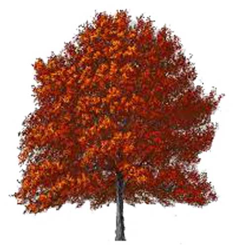 Red Oak tree - where to plant them